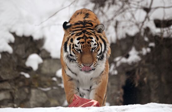 Тигры в Московском зоопарке 