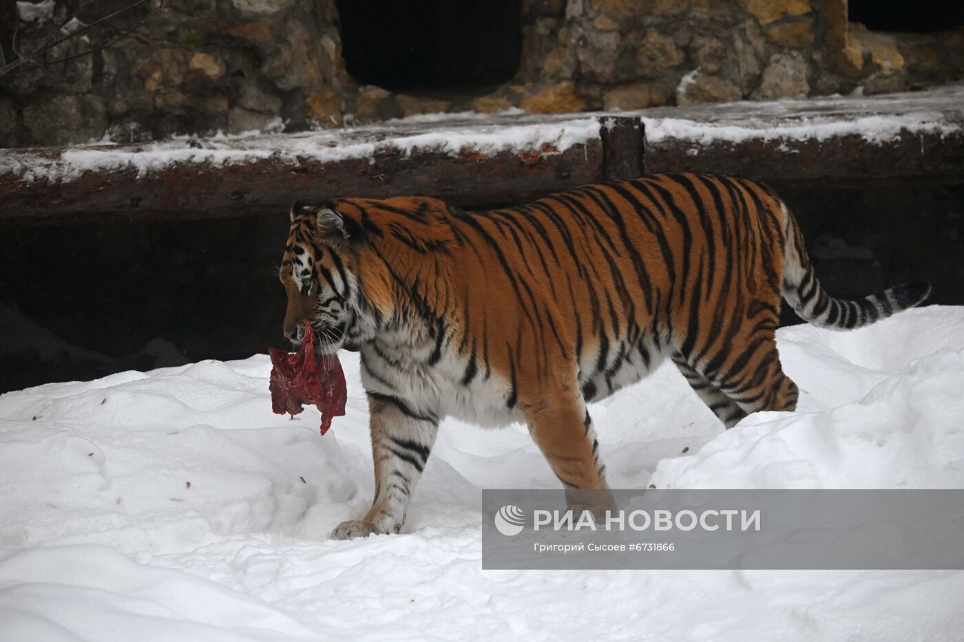 Тигры в Московском зоопарке 