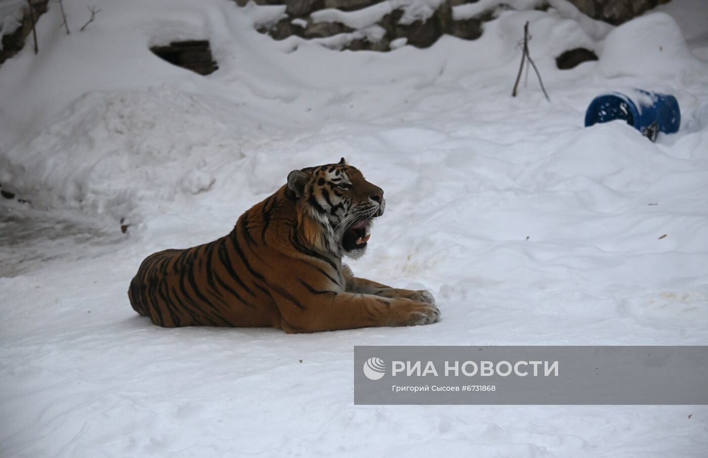 Тигры в Московском зоопарке 