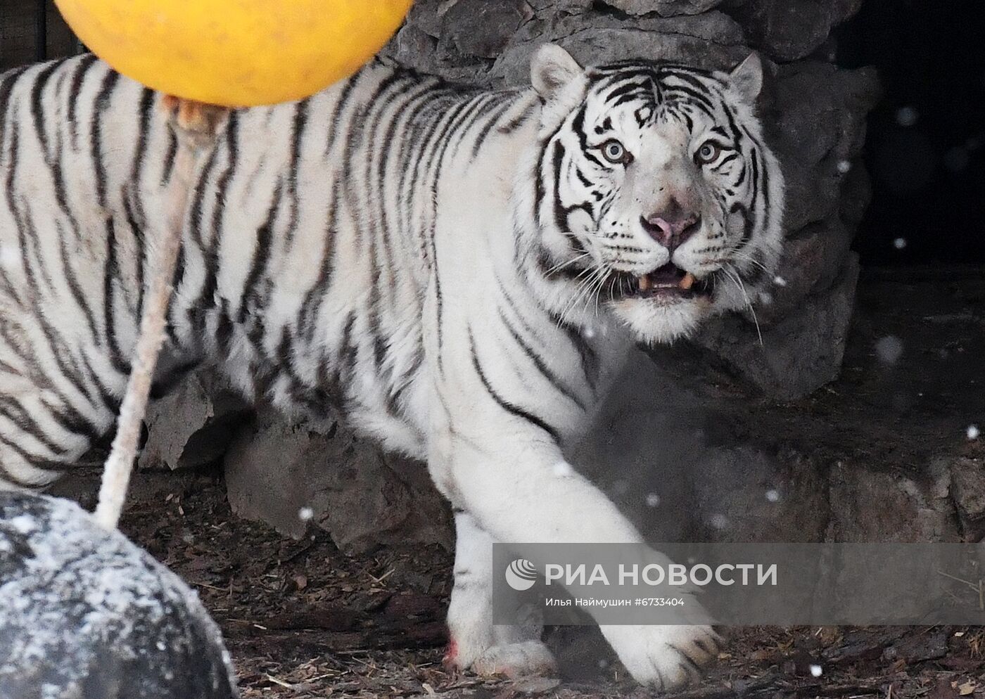 Тигры в парке флоры и фауны "Роев ручей"