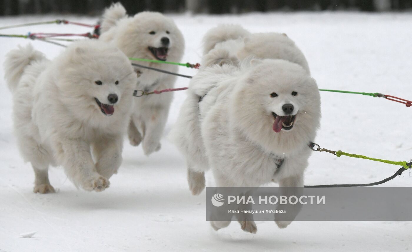 Гонки на собачьих упряжках в Сосновоборске