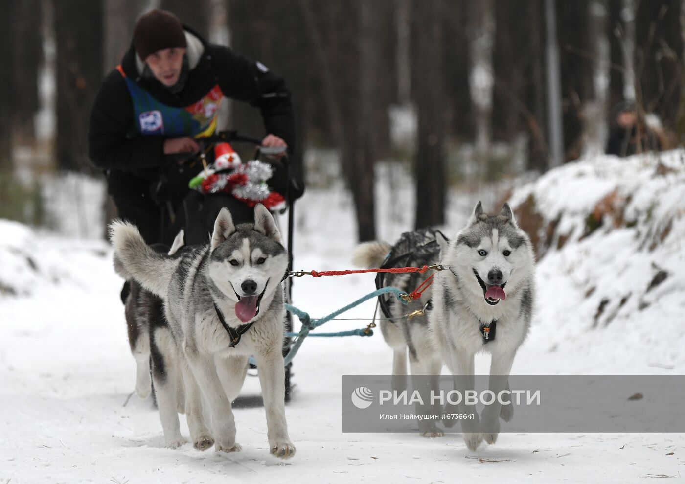 Гонки на собачьих упряжках в Сосновоборске