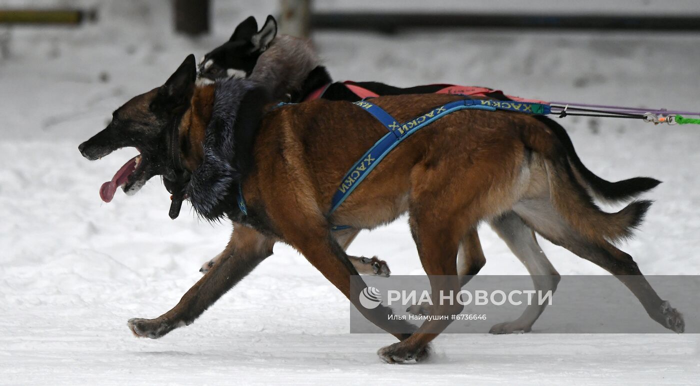Гонки на собачьих упряжках в Сосновоборске