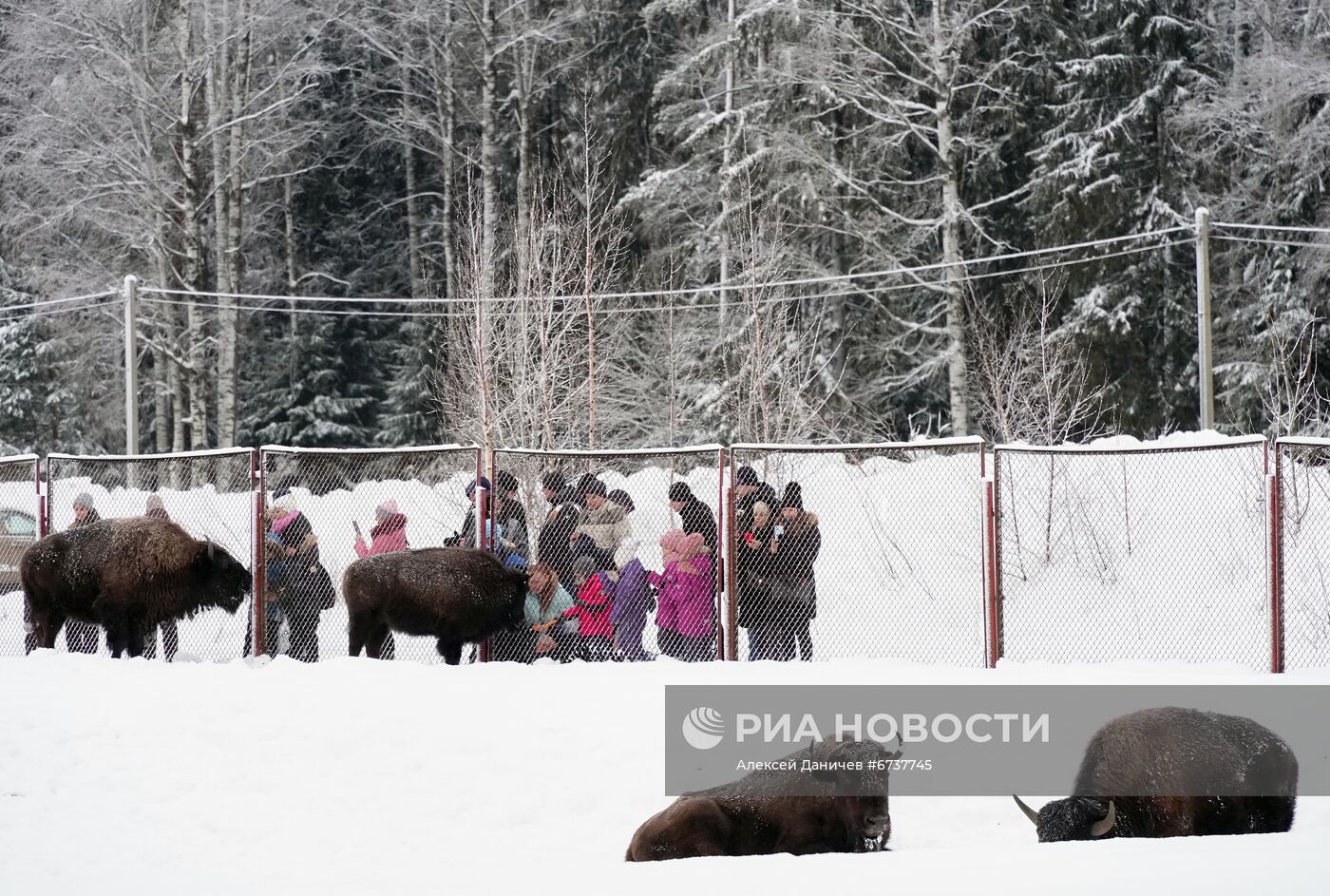 Парк отдыха "Зубровник" и музей живых сов в Ленинградской области