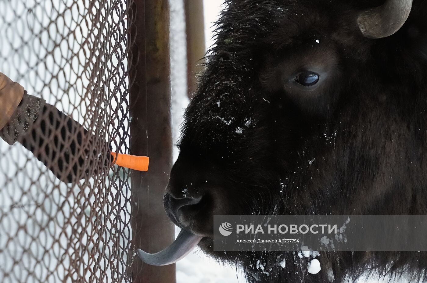 Парк отдыха "Зубровник" и музей живых сов в Ленинградской области