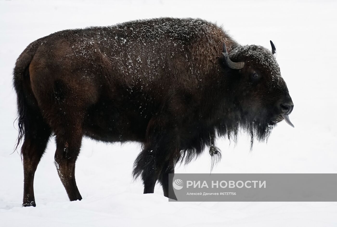 Парк отдыха "Зубровник" и музей живых сов в Ленинградской области