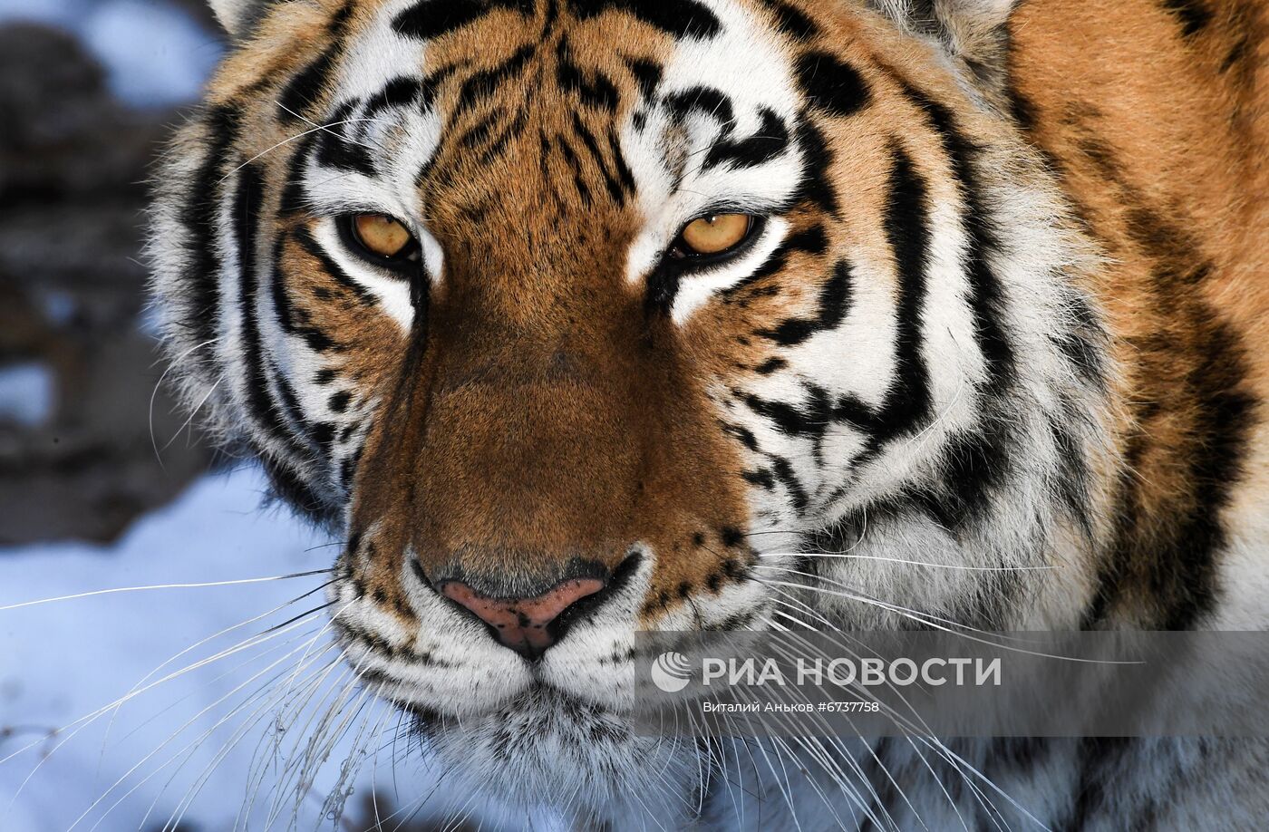 Тигрица Уссури и её тигрята в Приморском сафари-парке 