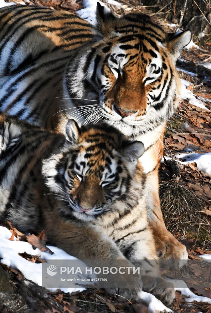 Тигрица Уссури и её тигрята в Приморском сафари-парке
