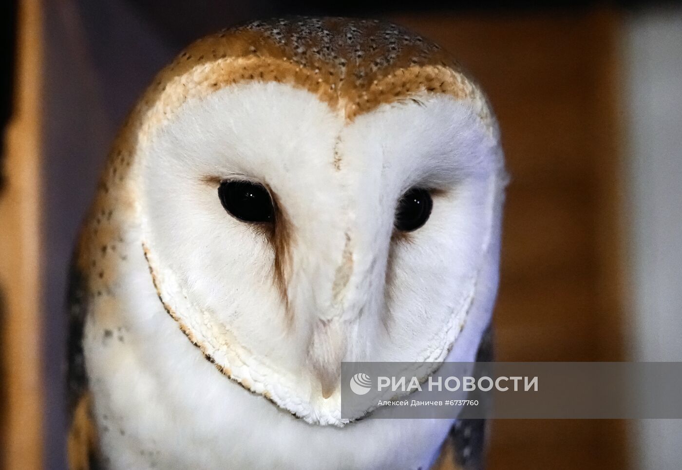 Парк отдыха "Зубровник" и музей живых сов в Ленинградской области