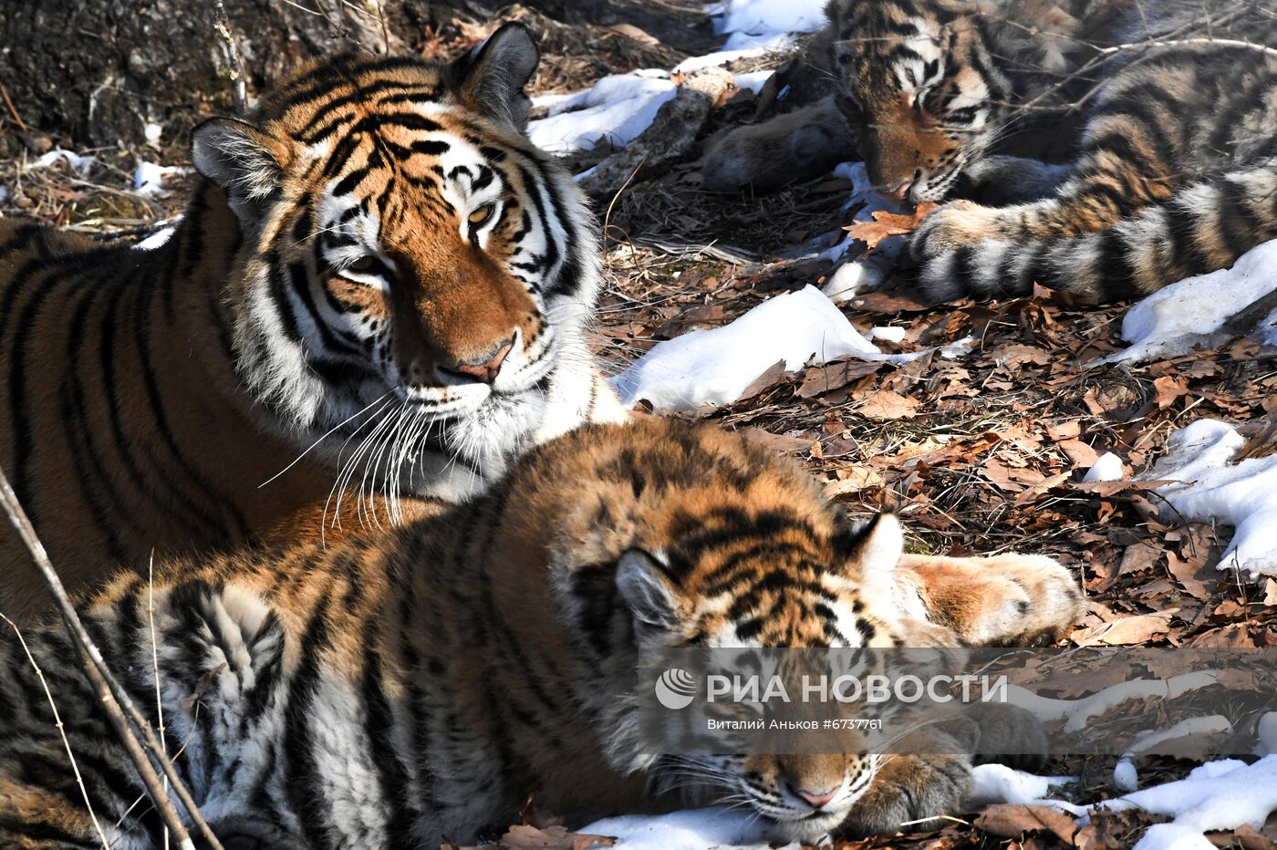 Тигрица Уссури и её тигрята в Приморском сафари-парке 