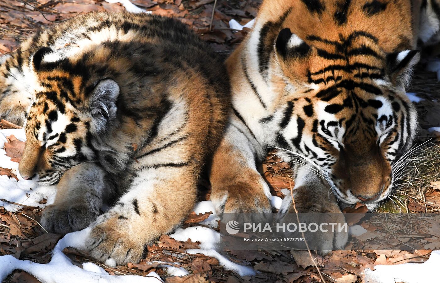 Тигрица Уссури и её тигрята в Приморском сафари-парке 