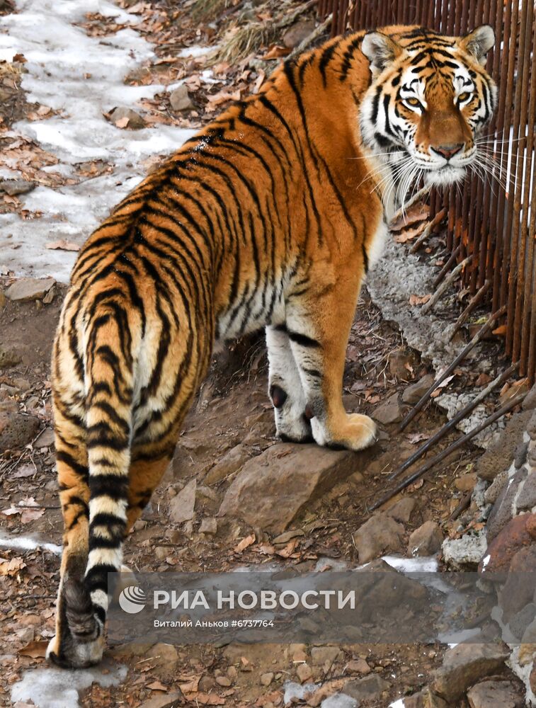 Тигрица Уссури и её тигрята в Приморском сафари-парке 