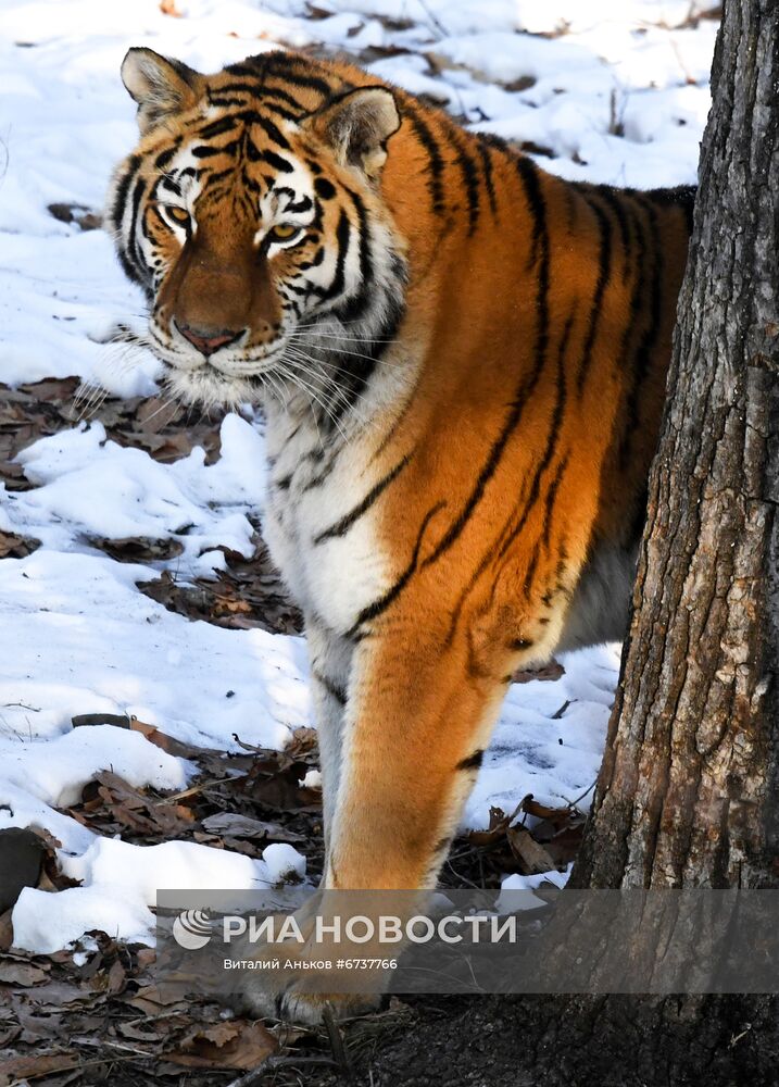 Тигрица Уссури и её тигрята в Приморском сафари-парке