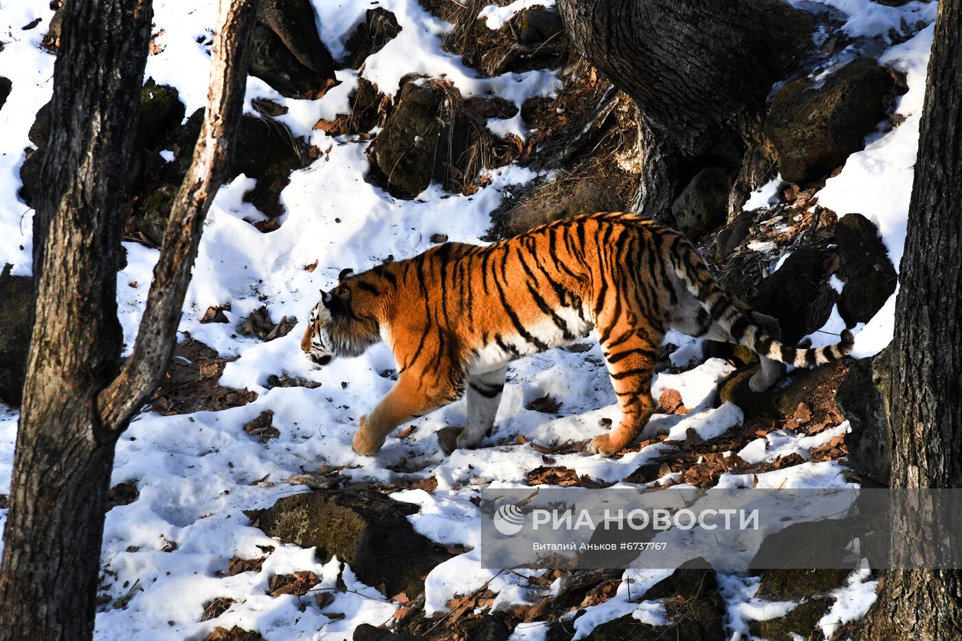 Тигрица Уссури и её тигрята в Приморском сафари-парке