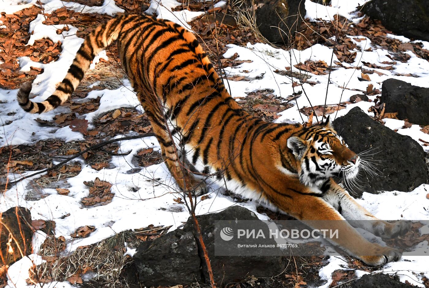 Тигрица Уссури и её тигрята в Приморском сафари-парке