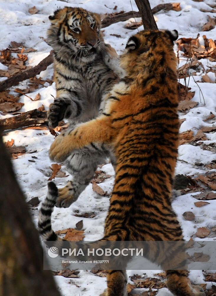 Тигрица Уссури и её тигрята в Приморском сафари-парке 