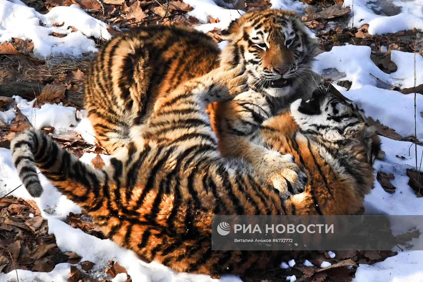 Тигрица Уссури и её тигрята в Приморском сафари-парке 