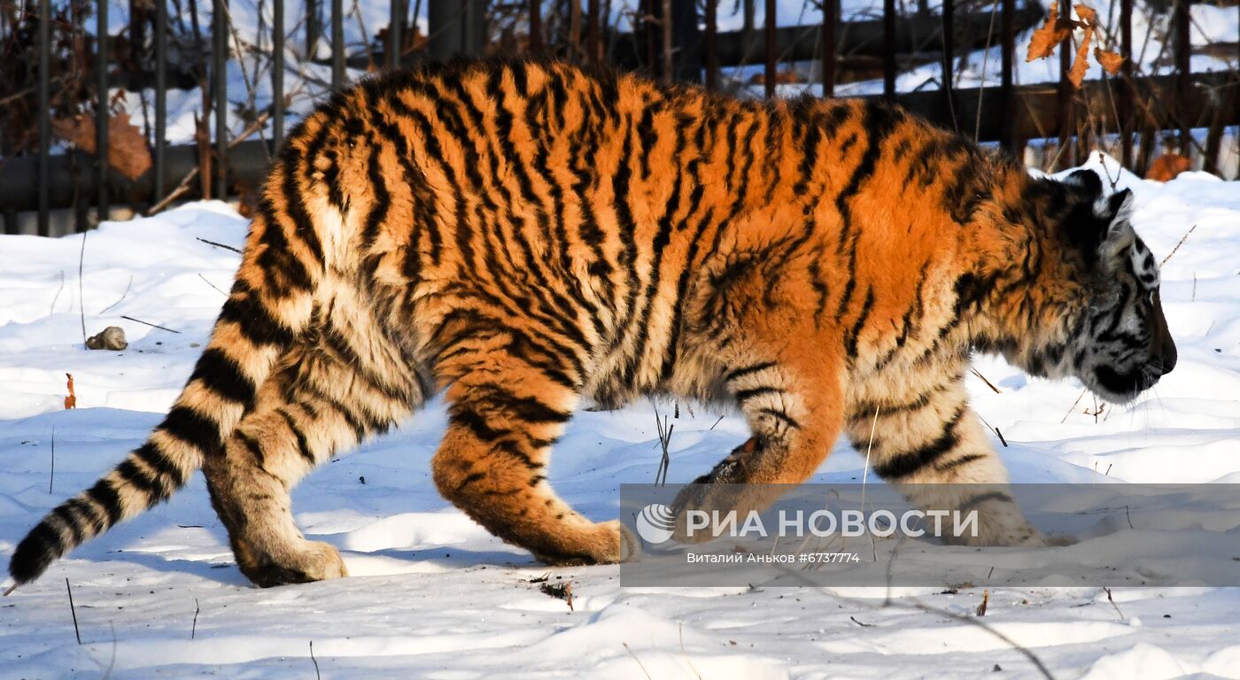 Тигрица Уссури и её тигрята в Приморском сафари-парке 