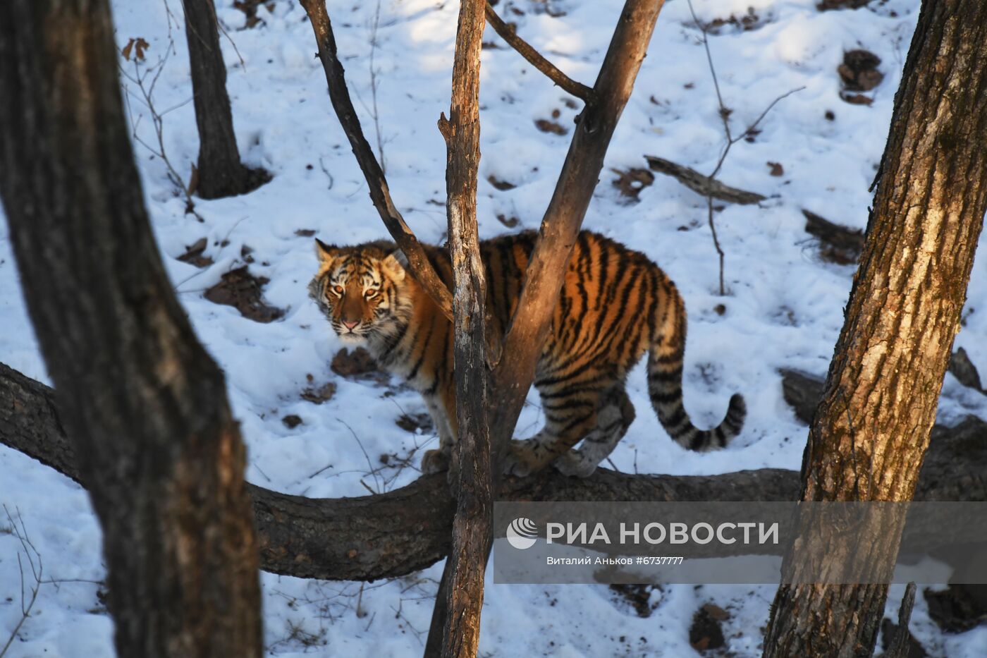 Тигрица Уссури и её тигрята в Приморском сафари-парке 