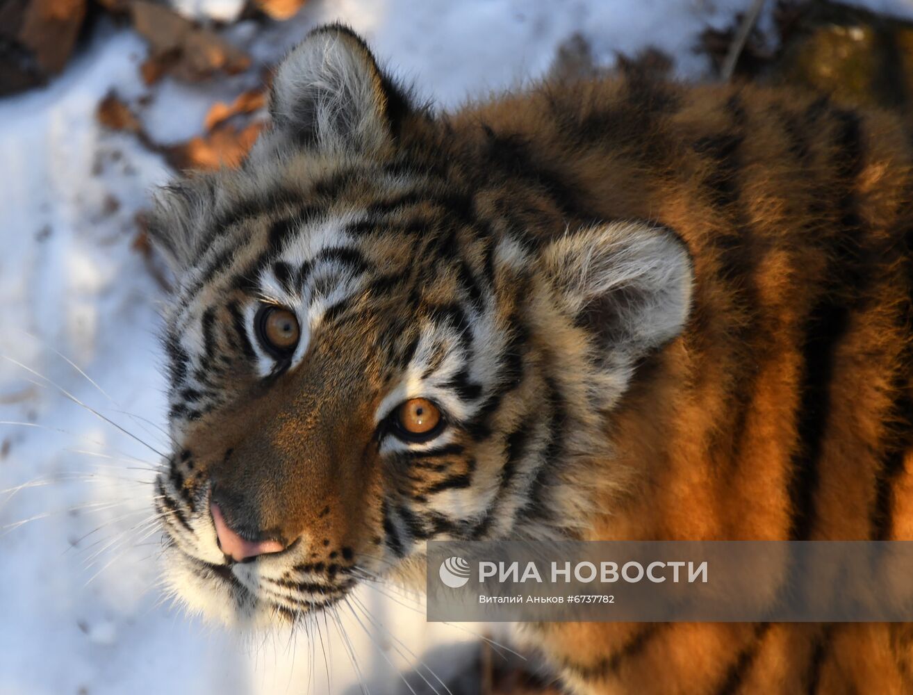 Тигрица Уссури и её тигрята в Приморском сафари-парке