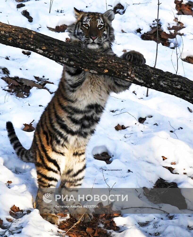 Тигрица Уссури и её тигрята в Приморском сафари-парке