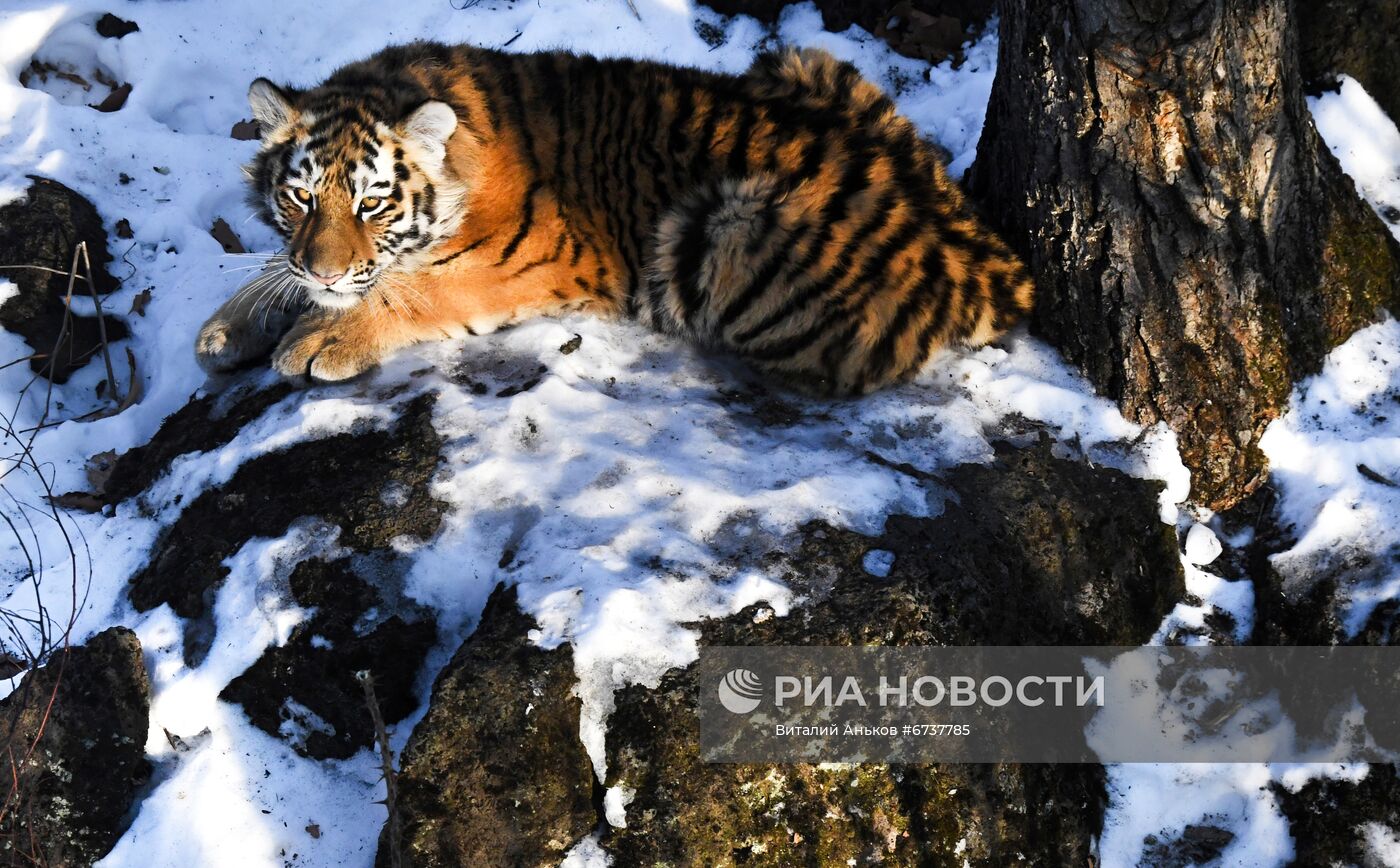 Тигрица Уссури и её тигрята в Приморском сафари-парке 