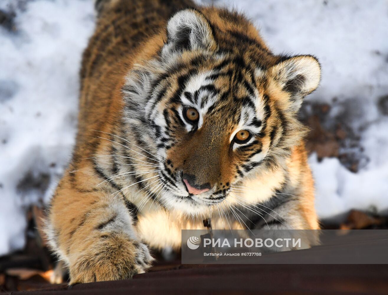 Тигрица Уссури и её тигрята в Приморском сафари-парке 