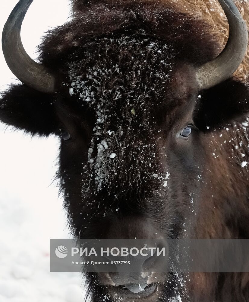 Парк отдыха "Зубровник" и музей живых сов в Ленинградской области