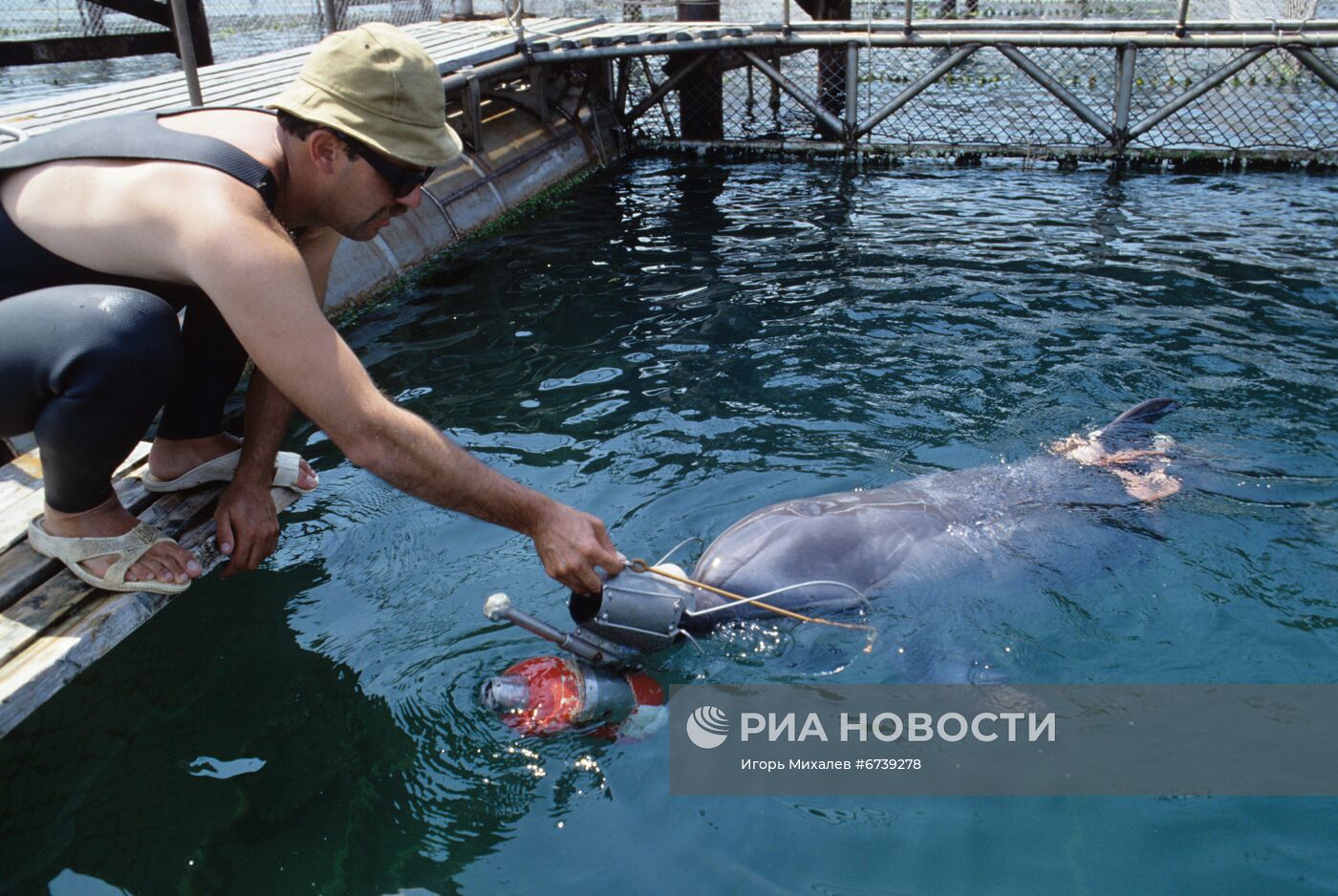 Военно-морской дельфинарий в Казачьей Бухте Севастополя.