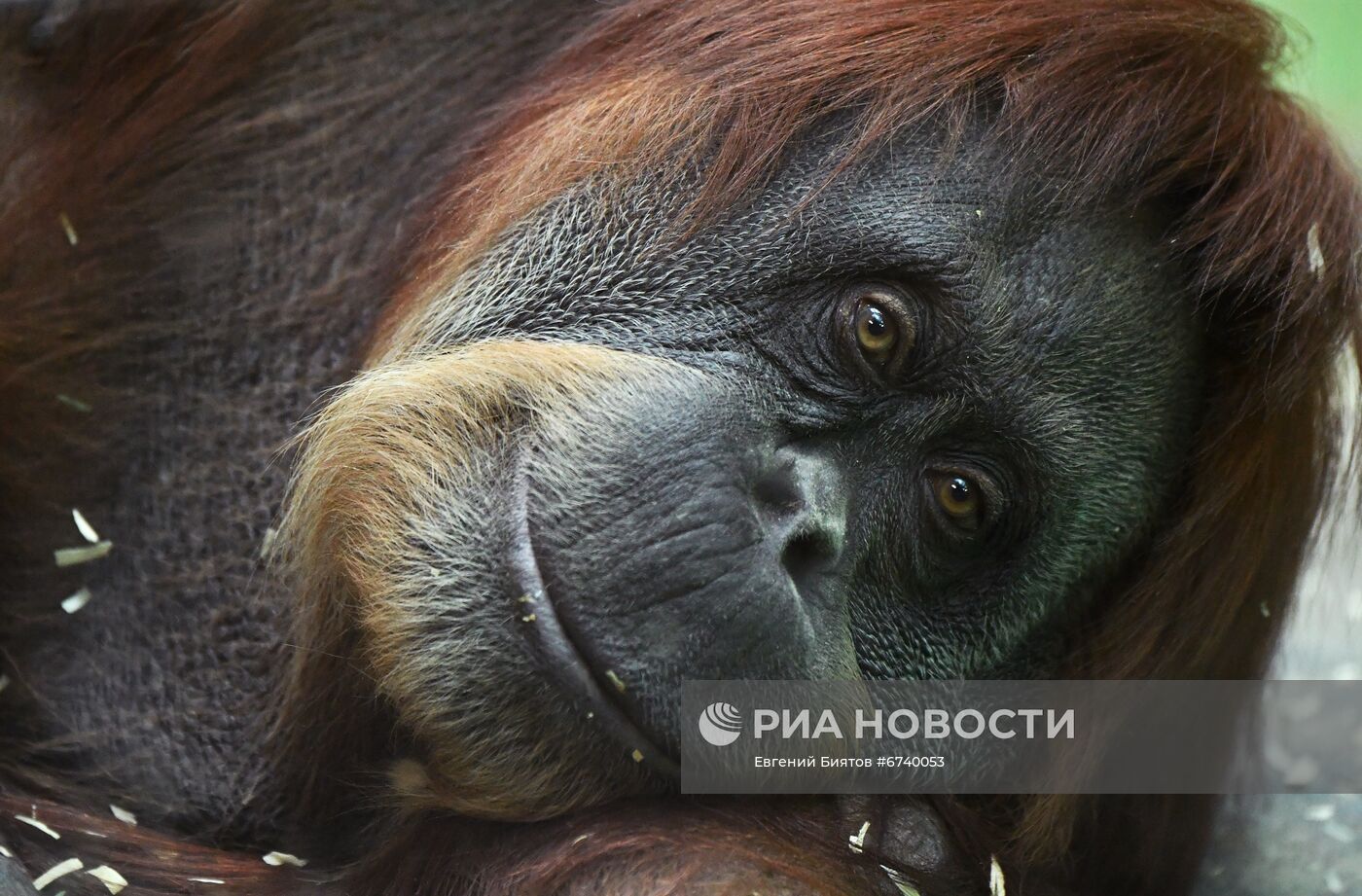 Московский зоопарк