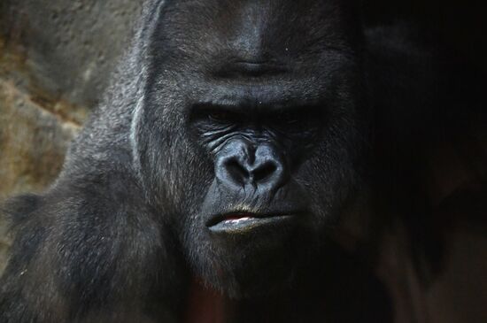 Московский зоопарк