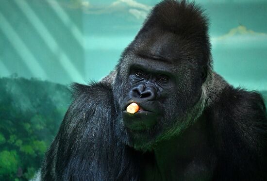 Московский зоопарк