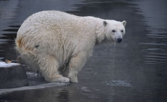 Московский зоопарк