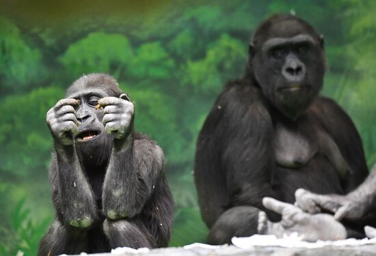 Московский зоопарк