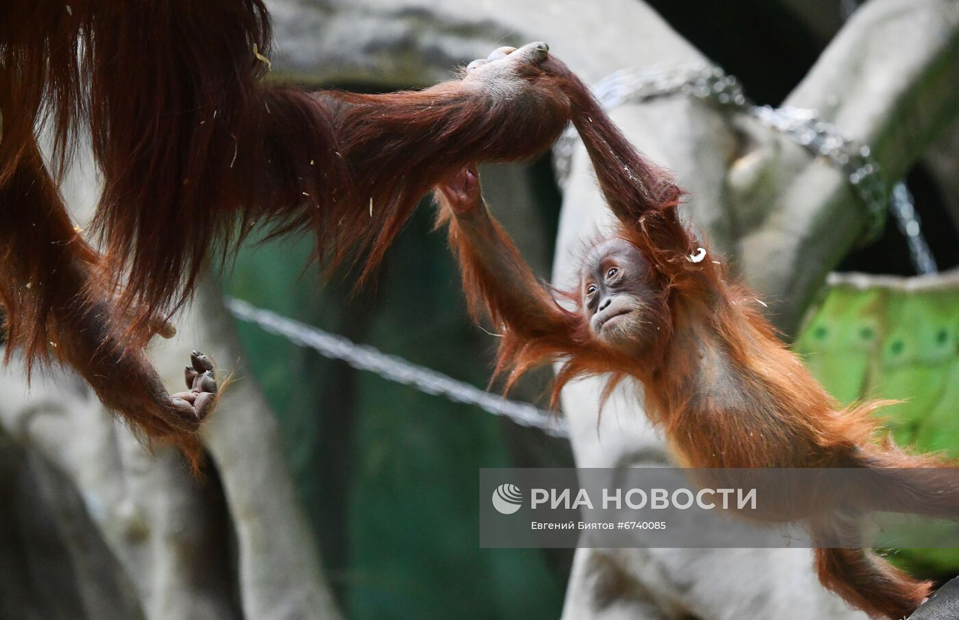 Московский зоопарк
