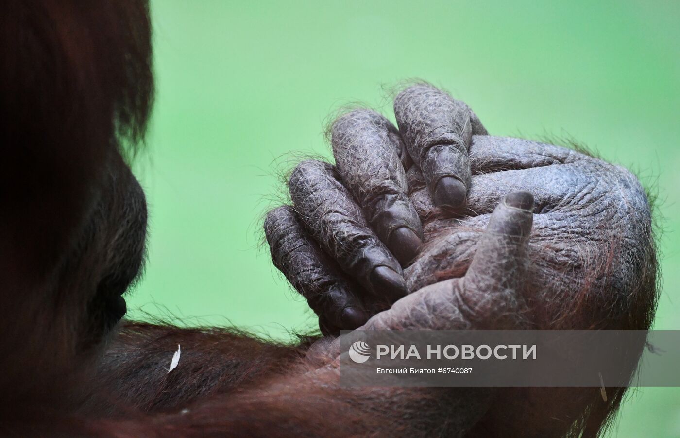 Московский зоопарк