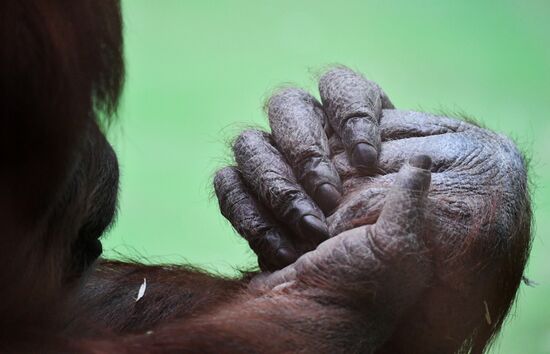 Московский зоопарк