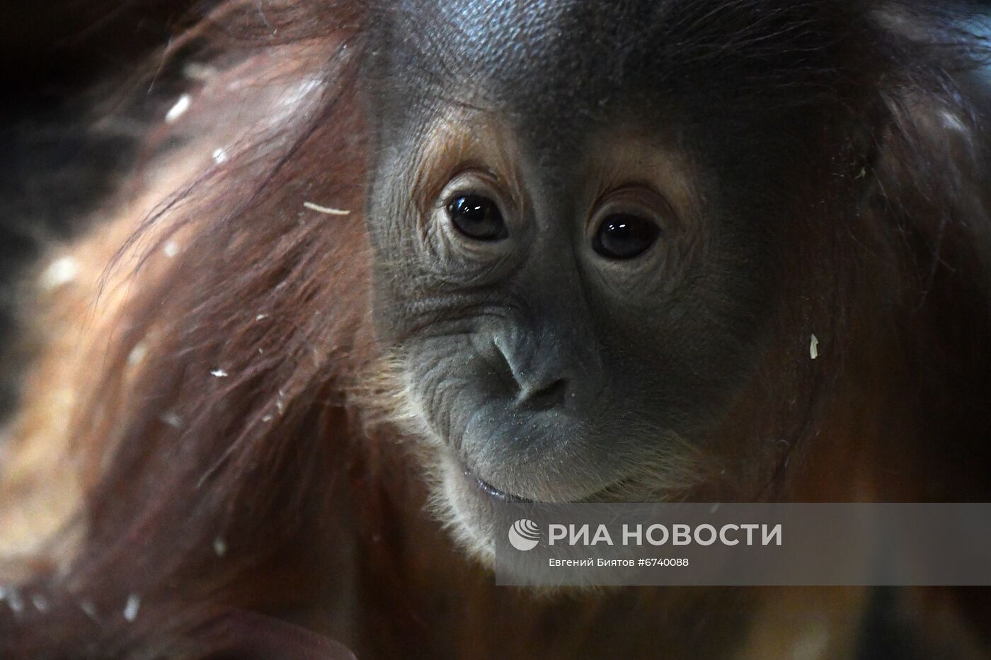 Московский зоопарк