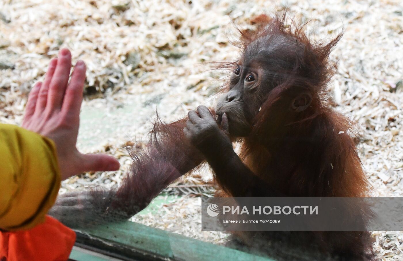 Московский зоопарк