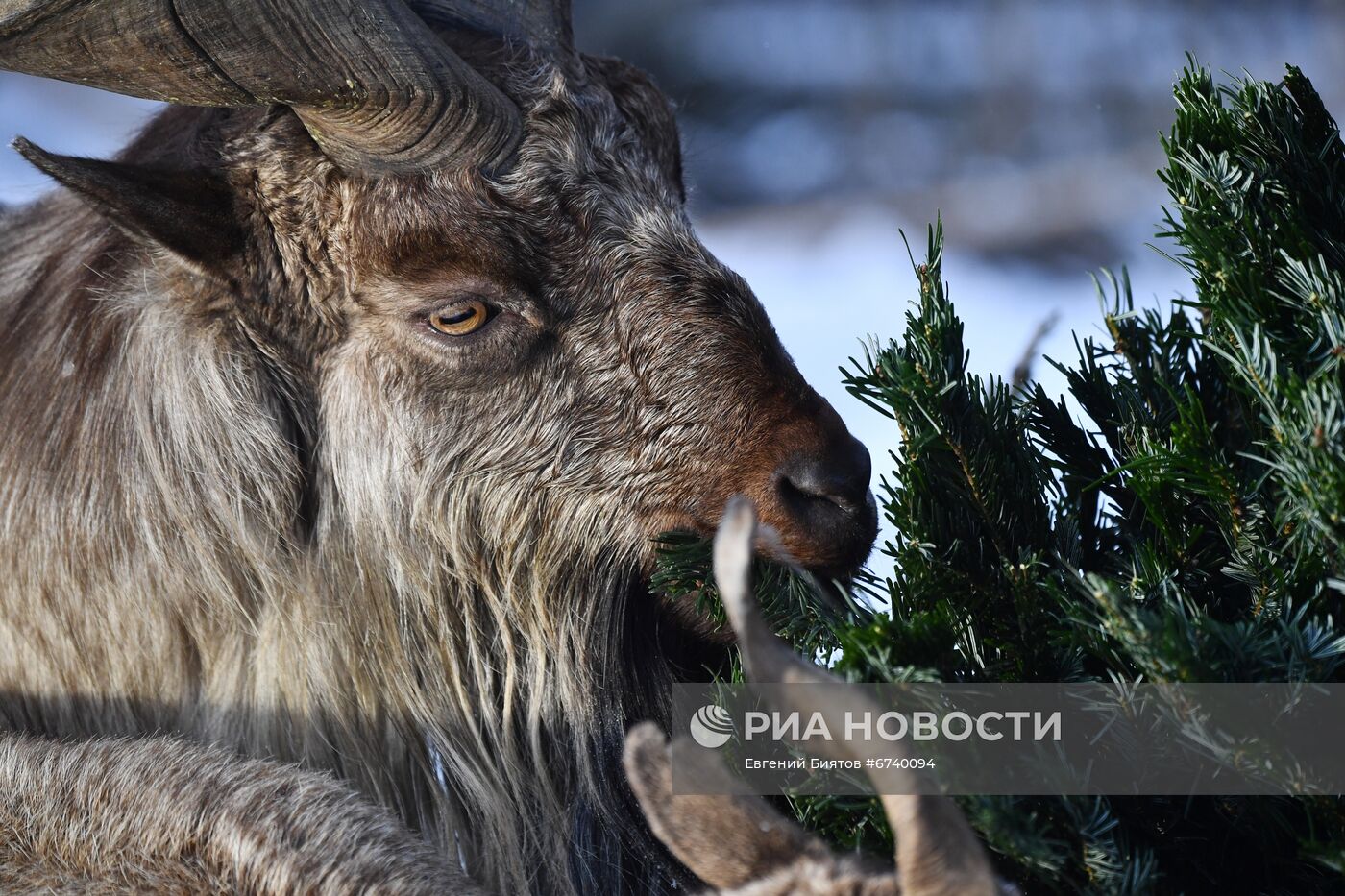 Московский зоопарк