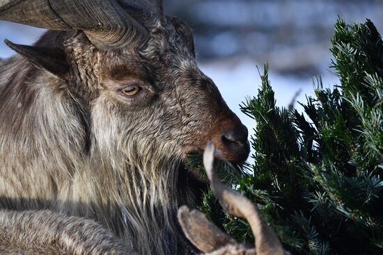 Московский зоопарк