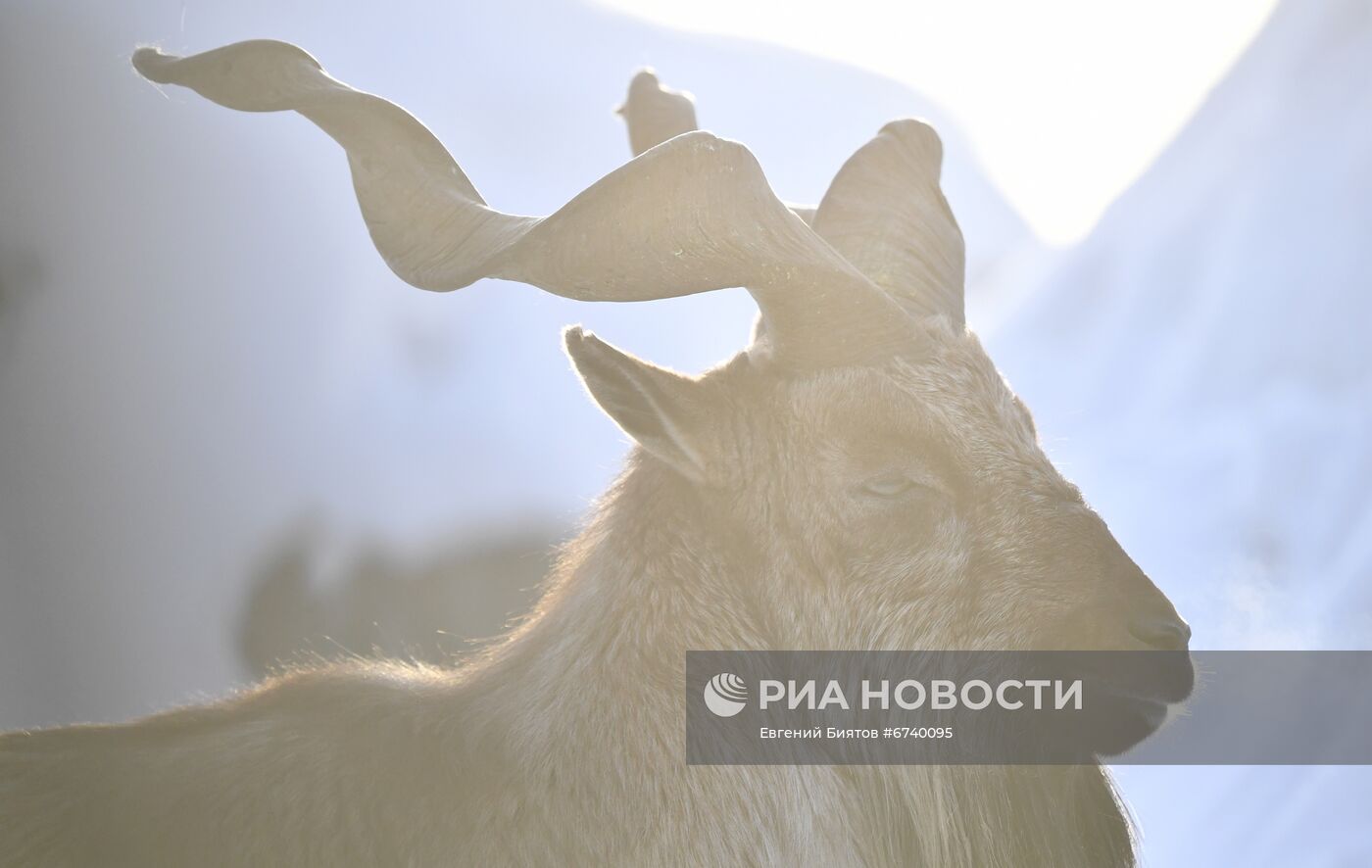 Московский зоопарк