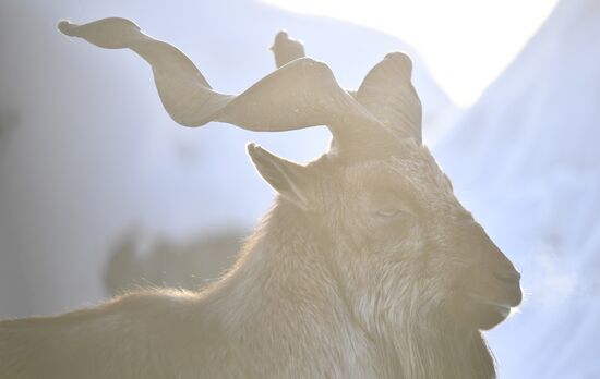 Московский зоопарк