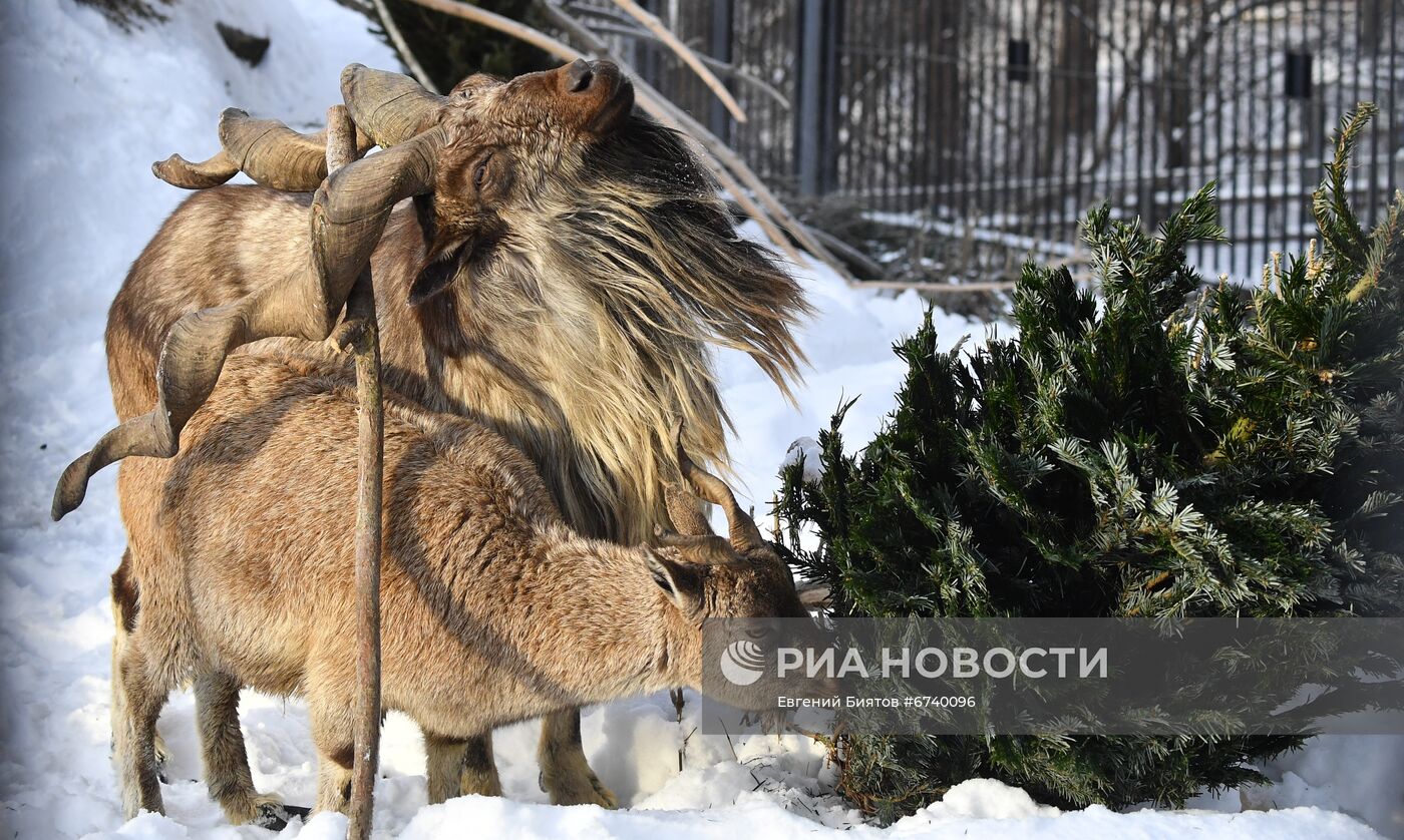 Московский зоопарк