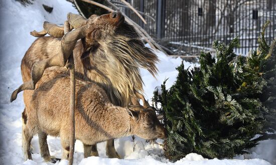 Московский зоопарк