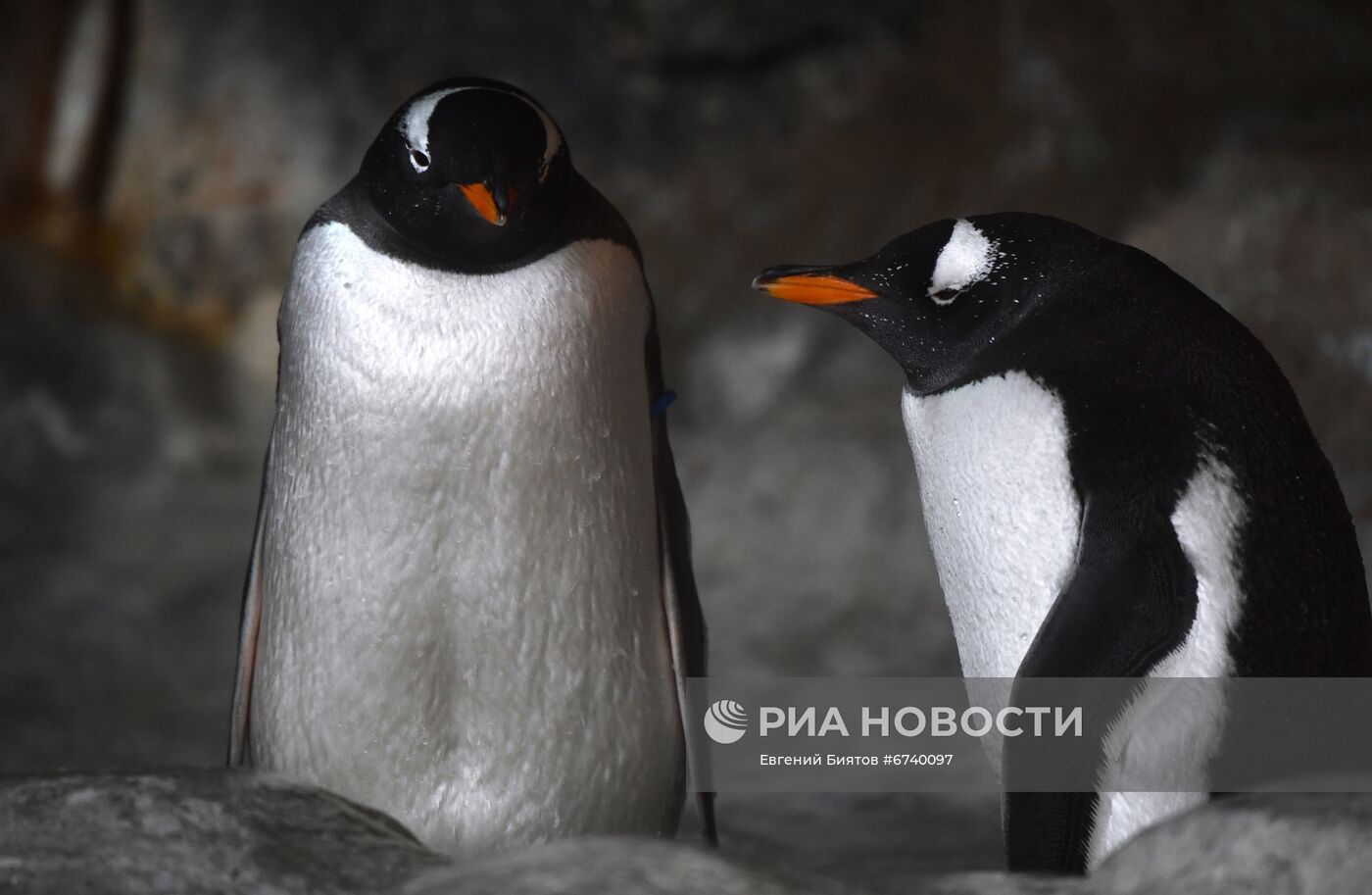 Московский зоопарк