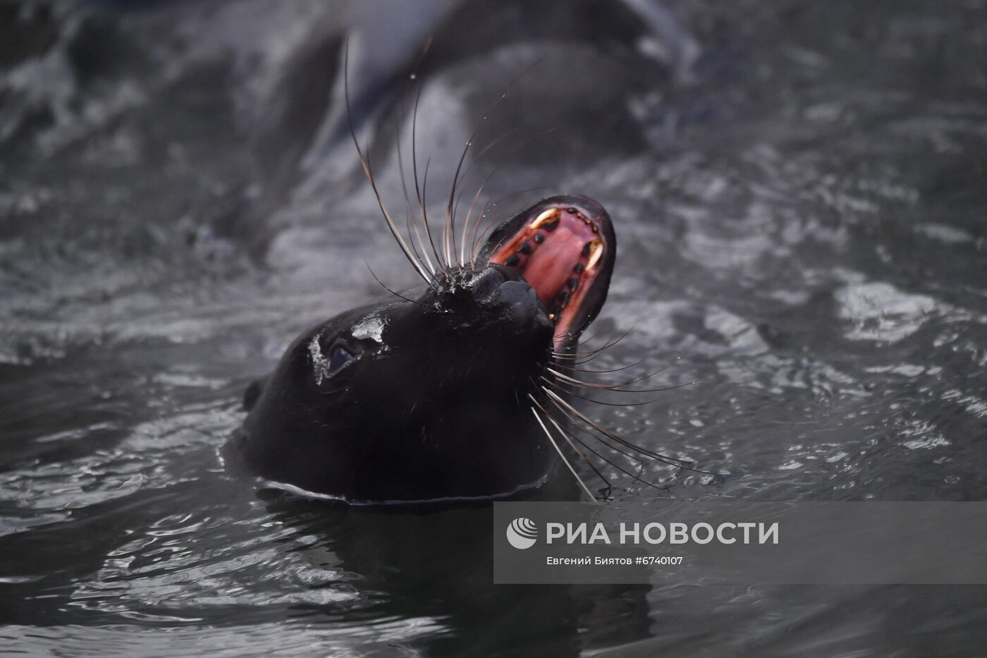 Московский зоопарк