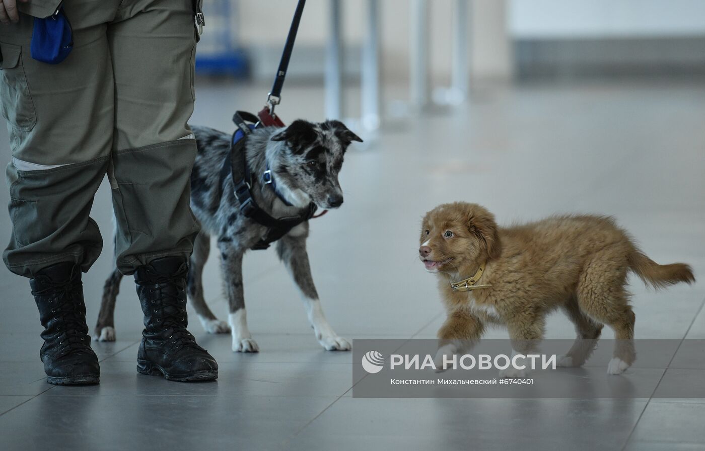 Щенок ретривера прибыл на службу в аэропорт Симферополя