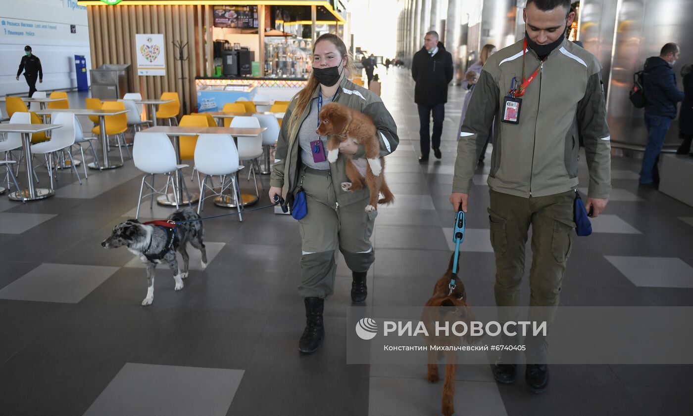 Щенок ретривера прибыл на службу в аэропорт Симферополя