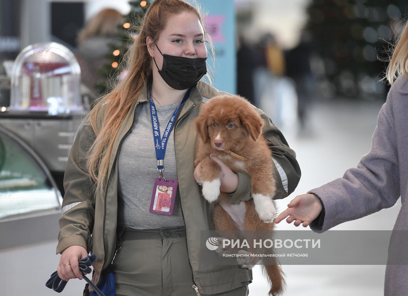 Щенок ретривера прибыл на службу в аэропорт Симферополя